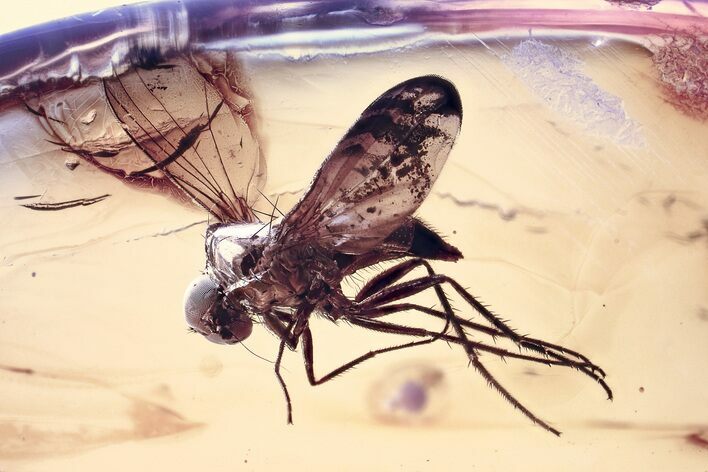 Detailed Fossil Long-Legged Fly (Dolichopodidae) in Baltic Amber #367543